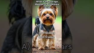 What is the average lifespan of a Yorkshire Terrier [upl. by Cohette]