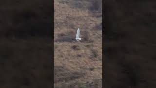 Egrets in Flight [upl. by Hgielram]