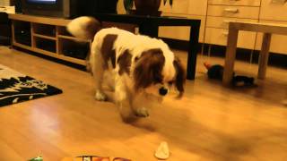 Cavalier King Charles Spaniel  happy birthday [upl. by Lairea]