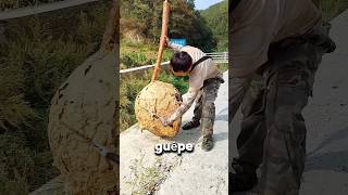 Cet homme a trouvé une ruche de guêpes dans la forêt 🌳 [upl. by Boehike]