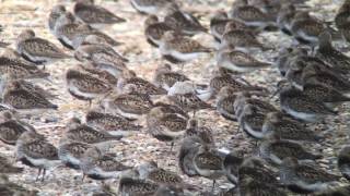 Whiterumped Sandpiper Snettisham 25th July 2016 [upl. by Margo]