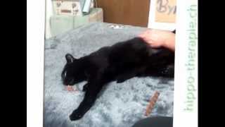 Tierphysiotherapie an einer Katze [upl. by Isia]