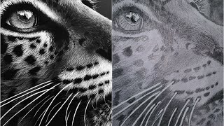 Leopard drawing tutorial for beginners [upl. by Mendel]