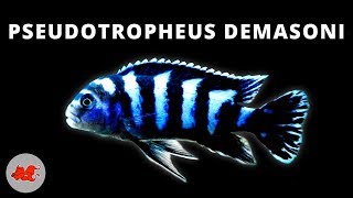 Pseudotropheus demasoni ✔ [upl. by Fabio681]