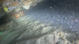 Early Season Cray Dive  Torquay Diving [upl. by Aivatahs]