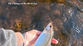 Fly Fishing for Trout and Grayling on the River Ayr with Davie McPhail [upl. by Adnaloj]