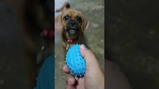 Doggie pugglelife puggles puggle shortvideo dog doglover [upl. by Shawn57]