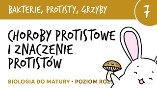 Choroby protistowe i znaczenie protistów  Bakterie protisty grzyby 7  liceum biologia matura [upl. by Lolita]