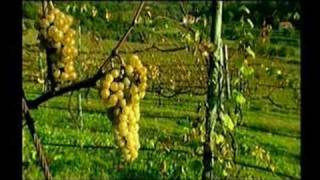 Vinho Verde Region [upl. by Rondon]