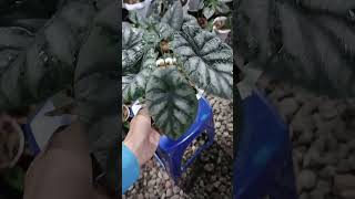 AlocasiaDragonscale alocasia plants aesthetic live garden shorts trending foryou funny fyp [upl. by Emelin]