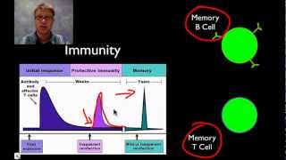 The Immune System [upl. by Violette]