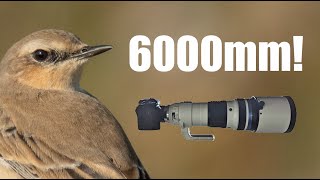 Wildlife at 6000mm  With the Panasonic Gh6 and Olympus 150400mm [upl. by Nrobyalc]