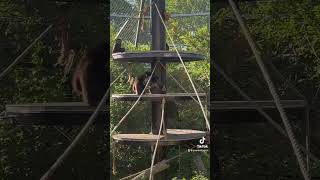 Parkour  The Whitehanded Gibbons of the Assiniboine Park Zoo [upl. by Anaiek]