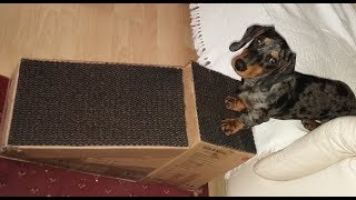 HANDMADE Dog ramp  Great for old and infirm dogs puppies and dogs with short legs [upl. by Woodall]