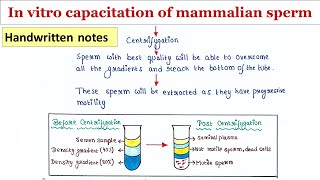 In vitro capacitation of mammalian sperm  Handwritten notes [upl. by Dodson]