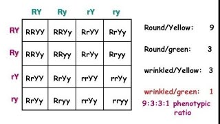 Punnet Square and Dihybrid Cross [upl. by Sedecrem]