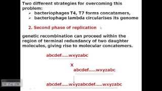 T4 phage DNA replication [upl. by Ciapas]