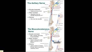 Nerves of Upper Limb 2 Axillary and Musculocutaneous Nerves  Dr Ahmed Farid [upl. by Stranger]