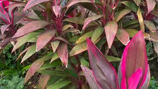 Cordyline Fruticosa [upl. by Popper]