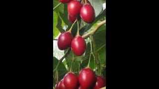 Intercropping Tamarillo Tree Tomato Fruits in Avocado Orchard [upl. by Cadman185]