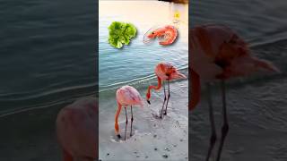 How Flamingo Get Their Pink Colour [upl. by Divadnhoj]