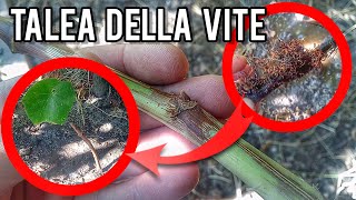 Talea della vite ottieni tutte le piante di uva che vuoi [upl. by Tterrab]