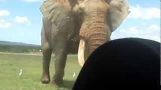 Worlds Biggest Elephant [upl. by Stefan]