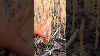 plant picking beautifully agriculture farming satisfying short [upl. by Oek426]