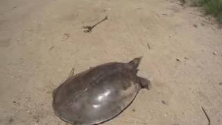 Softshell turtle on the run [upl. by Valoniah]