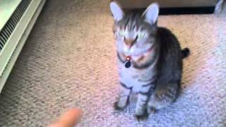 Large cat kills man  WARNING BRUTAL VIDEO [upl. by Laurance]