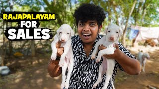 Rajapalayam Dog Farm  Kanni Chippiparai Kombai 😍  Irfans View [upl. by Koval958]