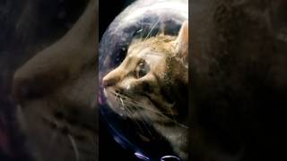 Meet the First Animals Who Explored Space [upl. by Nameloc83]