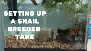 SETTING UP A SNAIL BREEDING TANK [upl. by Orel]