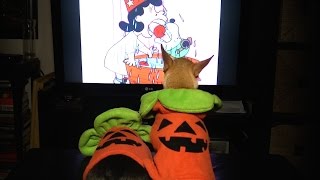 TV Dogs watch quotIts the Great Pumpkin Charlie Brownquot [upl. by Gilliette]