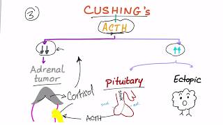 Cushing Syndrome Diagnostic Workup [upl. by Vona145]