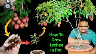 How to grow Lychee Plant Grafting Air layering in Lychee Plant  Gamle me leechi Ugaiye [upl. by Mailliw]