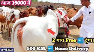 2 गाय फ़्री 👍 12 लीटर दूध की गाय 15000₹ से कम में ✅ 14 Tharparkar Sahiwal Cholistani Cow Videos cow [upl. by Enomaj805]