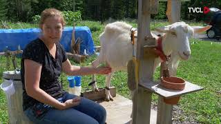 Lartisan fermier  Des chèvres et des boucs [upl. by Airitak]