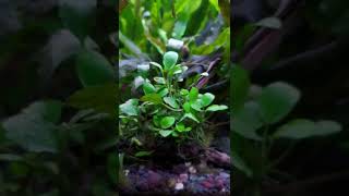 Low tech Aquarium plant Schismatoglottis prietoi [upl. by Anawek417]