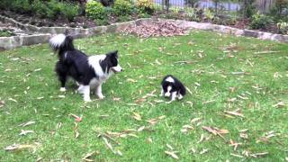 Cutest Border Collie puppy playing ever [upl. by Mackenzie342]