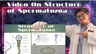 Structure of Spermatozoa [upl. by Livingston483]