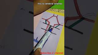 Arteries that form Circle of Willis in the brain shortvideo circleofwillis brainartery viral [upl. by Yk574]