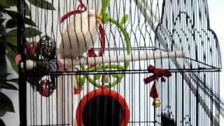 Budgie with Respiratory Noise amp Tail Bob 1 200910 [upl. by Akemad]