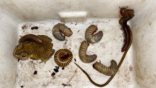 Dry Season Found Scary One Snake Sweet Giant Millipedes and Huge Worms in Coconut Stump insects [upl. by Euqinmod633]