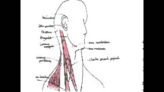 Cavité buccale oropharynx et glandes salivaires [upl. by Hollie]