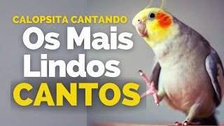 Calopsita Cantando os MELHORES CANTOS de Calopsitas Para Ensinar sua Calopsitas  ATUALIZADO [upl. by Ratha907]