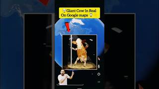 OMG Giant Cow In Real on Google maps and Google Earth shorts vairalshorts would358 [upl. by Euqinitram]