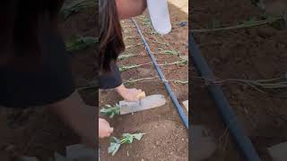 Sweet potato planting process [upl. by Ahsienet]