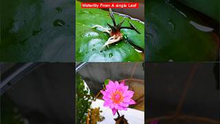 Waterlily From A Single Leaf shorts aquaticflower ytshorts gardeningshorts [upl. by Shaeffer]