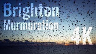 Cinematic Starling Murmuration in Brighton  DJI Mini 2 4K [upl. by Leumhs]